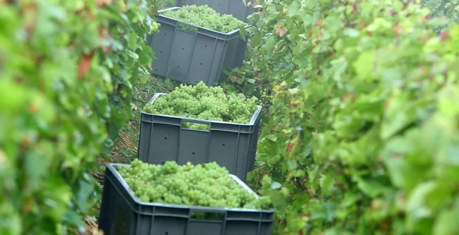 Champagne CARON Frdric - 