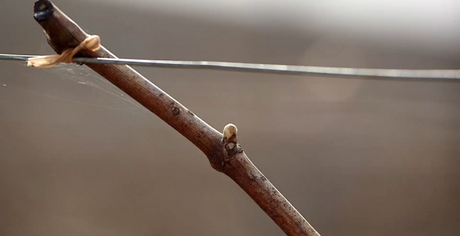 Champagne CARON Frdric - 