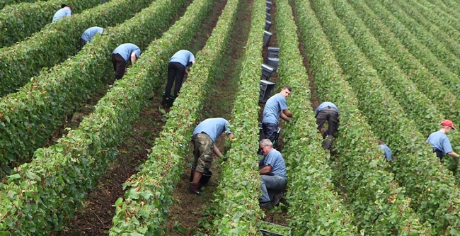 Champagne CARON Frdric - 